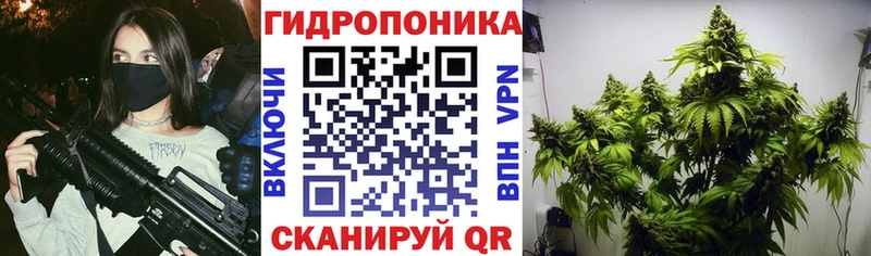 Купить Сенгилей Шишки марихуана гибрид